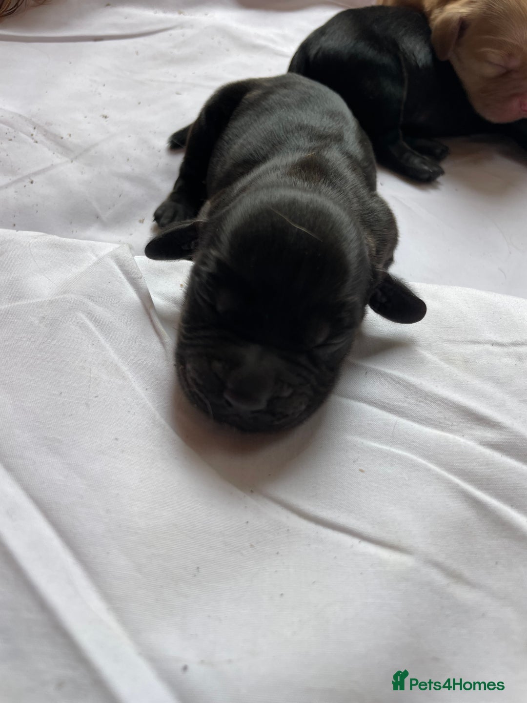 Cockerdor dogs for sale: Outstanding working gun puppies  - Image 20