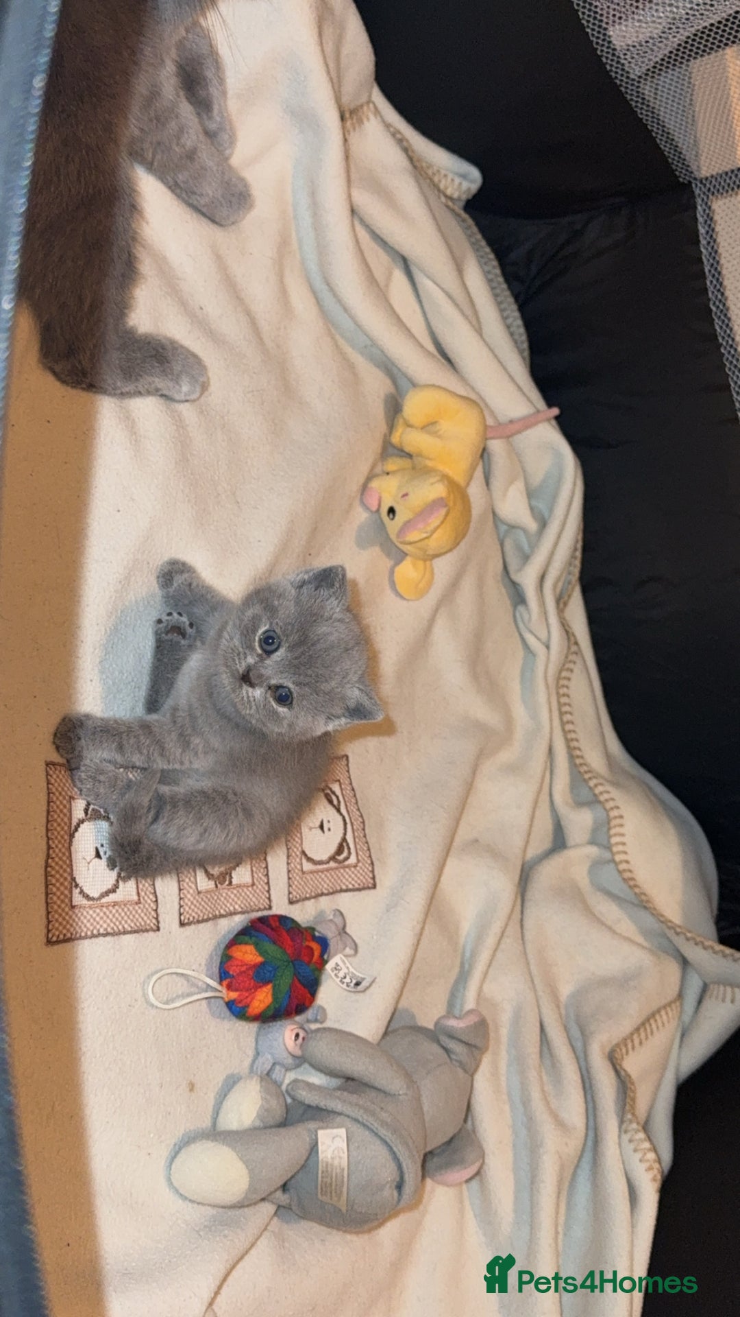 British Shorthair cats for sale: Adorable, Sweet, and Playful    - Image 6