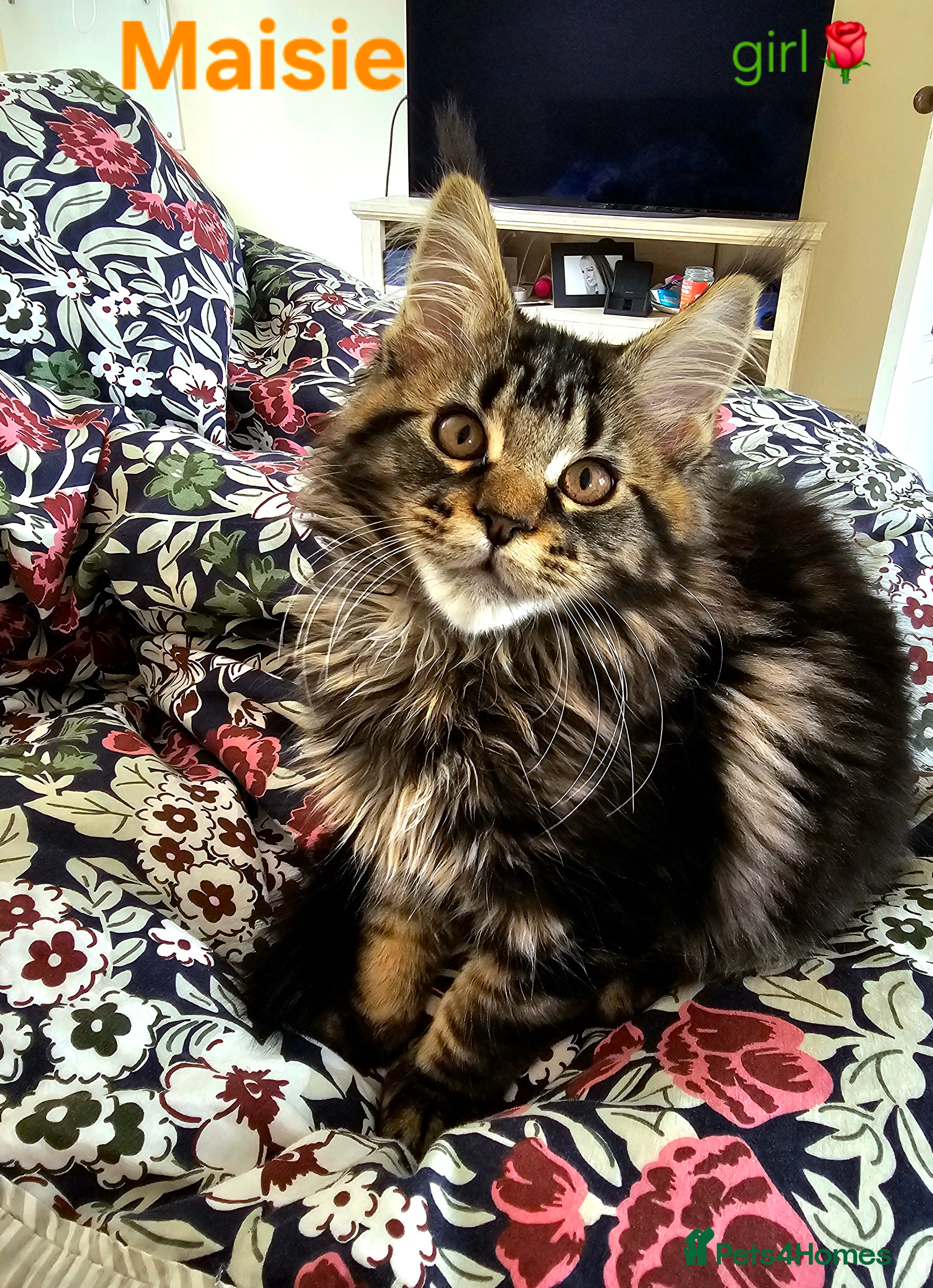 Maine Coon cats ✨ Meet Our Magnificent Maine Coon Kittens ✨ - Advert 12