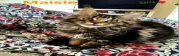 Maine Coon cats for sale: ✨ Meet Our Magnificent Maine Coon Kittens ✨ - Advert 5