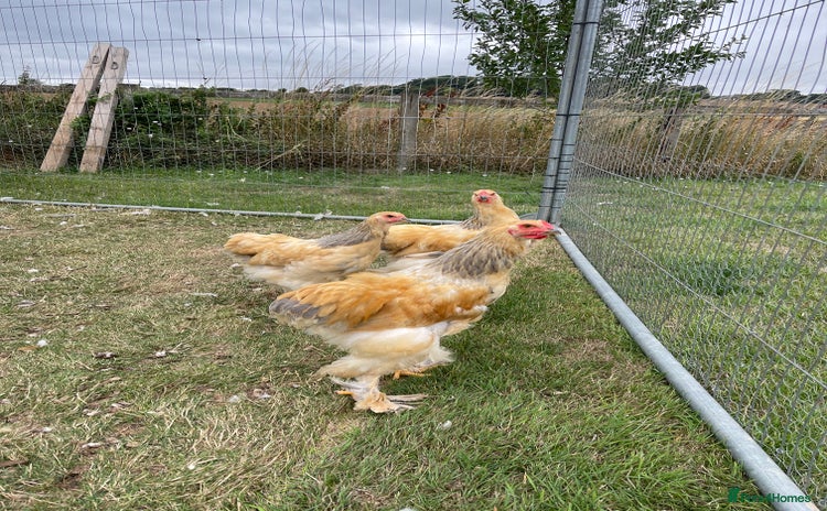Chickens poultry - Advert 3