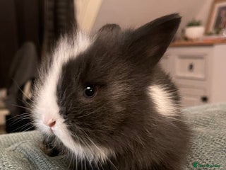 Lionhead rabbits Beautiful dwarf lionheads - Advert 8