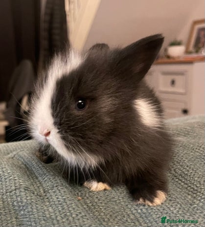 Lionhead rabbits Beautiful dwarf lionheads - Advert 3