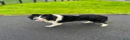 Mixed Breed dogs for sale: 5x Male Kelpie x Border Collies  - Advert 2