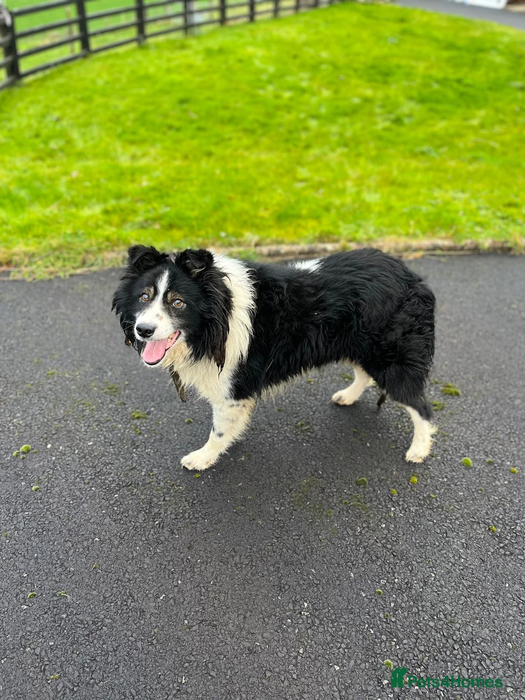 Mixed Breed dogs for sale: 5x Male Kelpie x Border Collies  - Advert 2