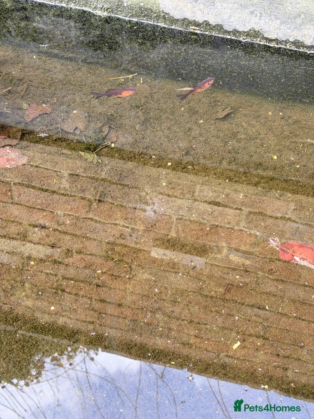 Goldfish fish for sale: 2 goldfish  in Nottingham - Advert 3
