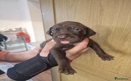 Mixed Breed dogs for sale: Hungarian Visla x German Pointer Pups - Image 1