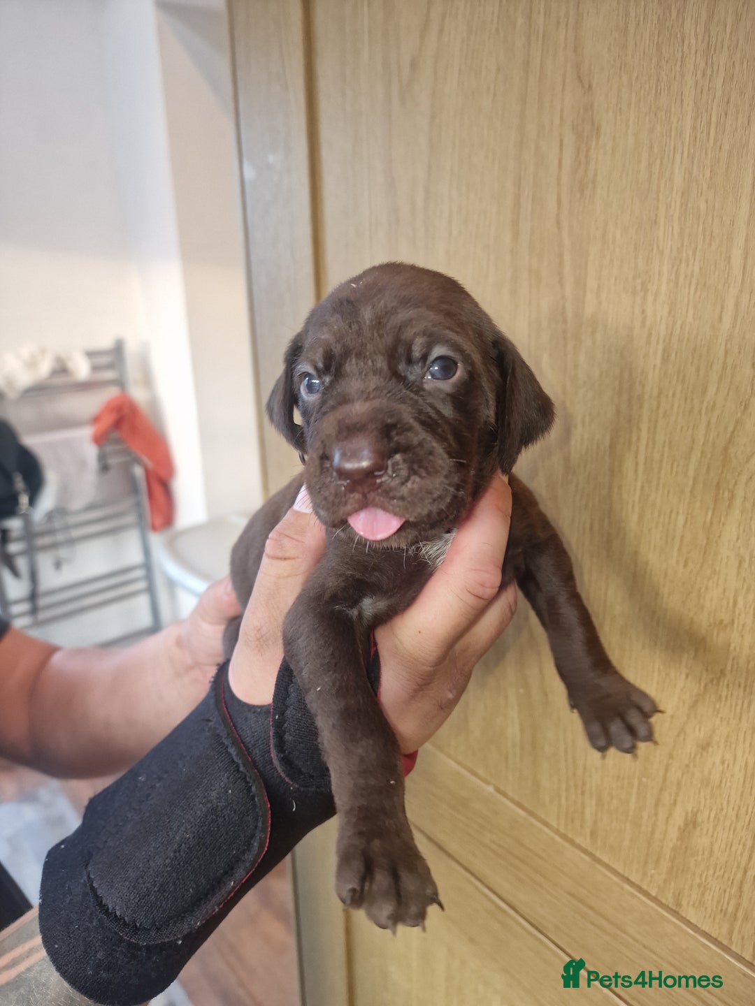 Mixed Breed dogs for sale: Hungarian Visla x German Pointer Pups - Image 1