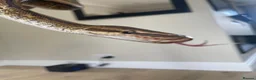 Python Snake reptiles for sale: Royal Python & SetUp in Gloucester - Advert 7