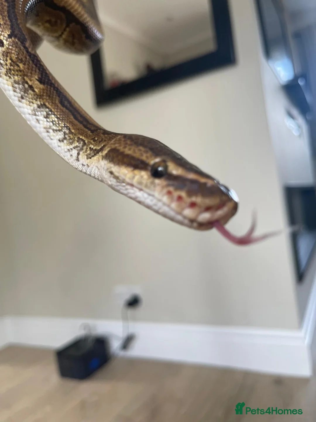 Python Snake reptiles for sale: Royal Python & SetUp in Gloucester - Advert 7