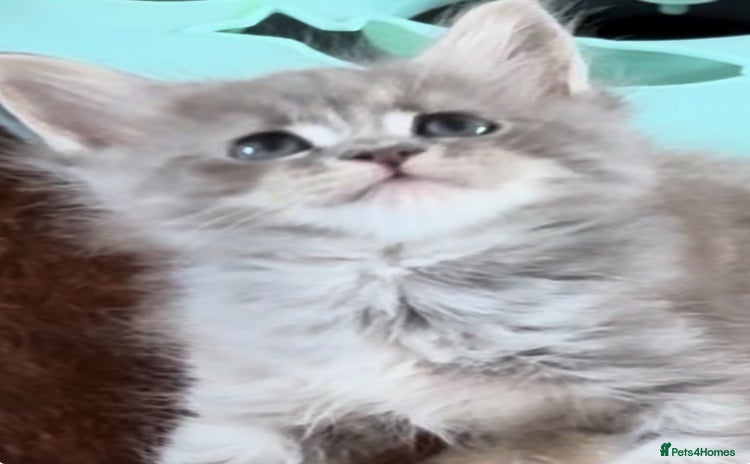 Maine Coon cats - Advert 4