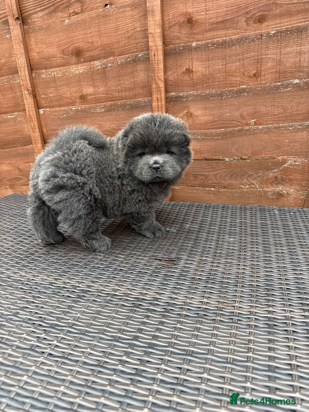 Chow Chow dogs for sale: 💫Stunning Chows Available 🥰❤️ - Image 16