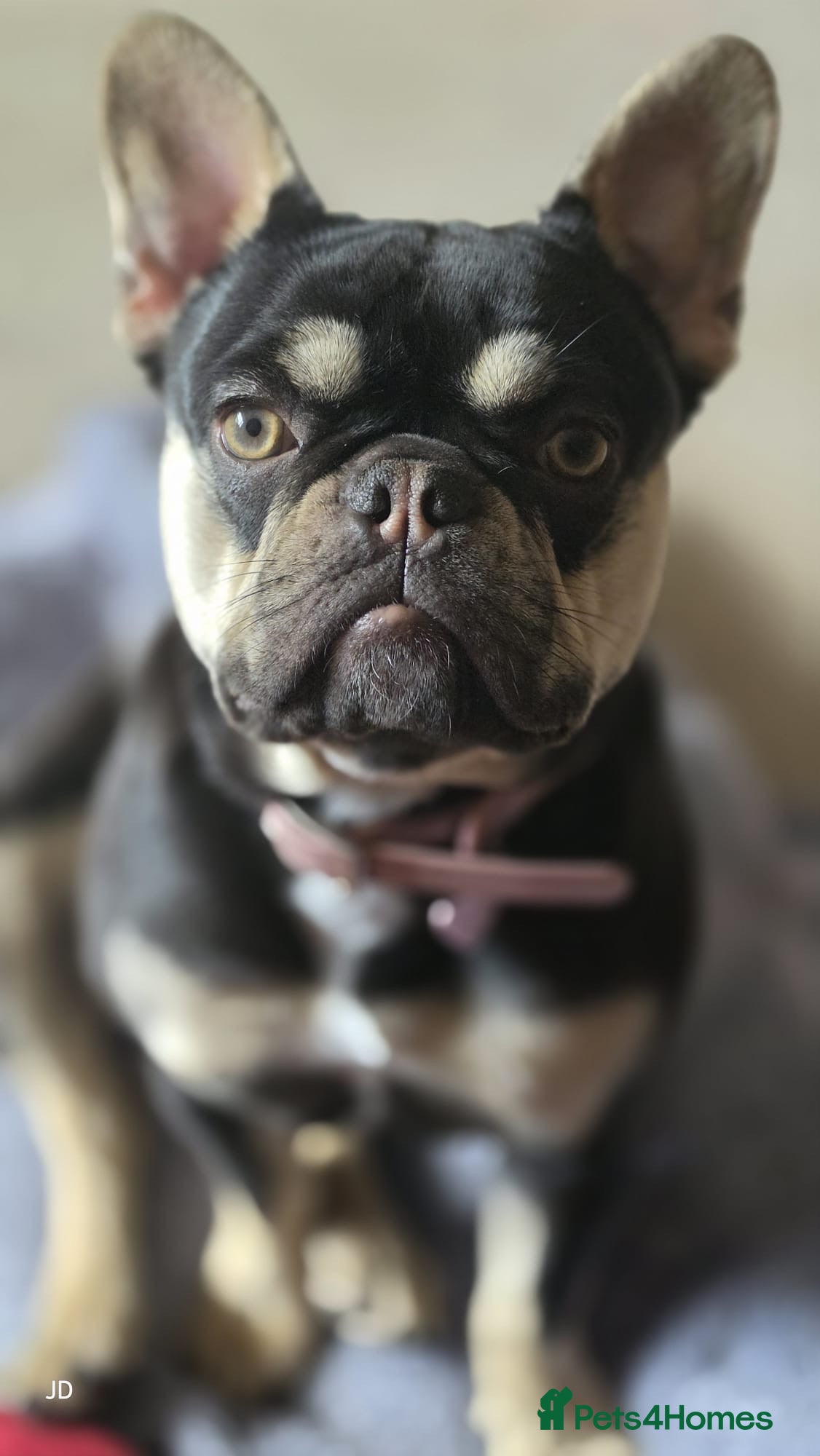 French Bulldog dogs Nova French Bulldog Loving Home - Advert 8