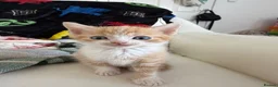 Mixed Breed cats for sale: Female kitten - Advert 2