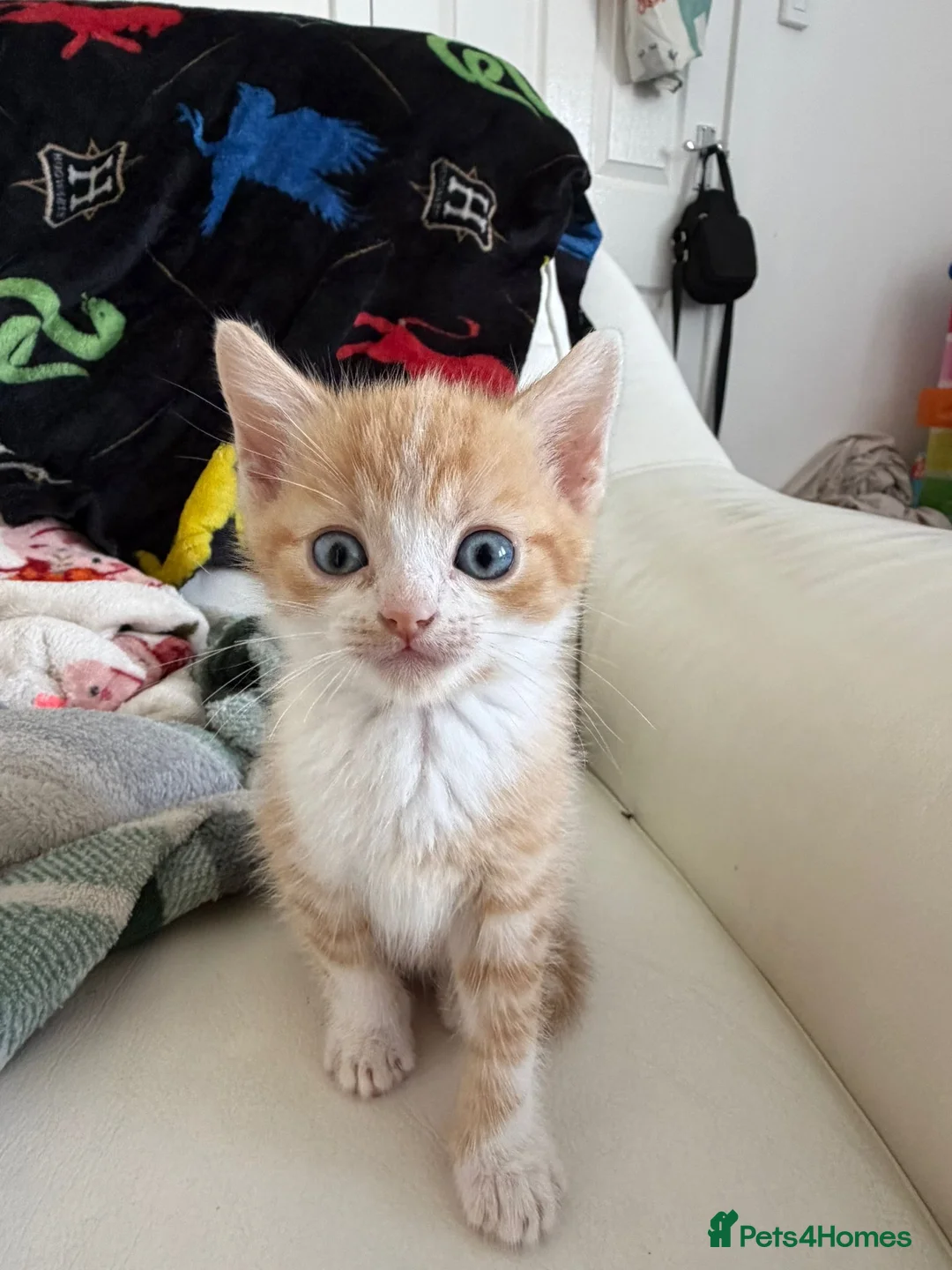 Mixed Breed cats for sale: Female kitten - Advert 2