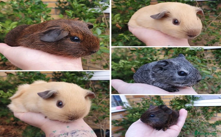 Guinea Pig rodents in Saint Helens - Advert 10