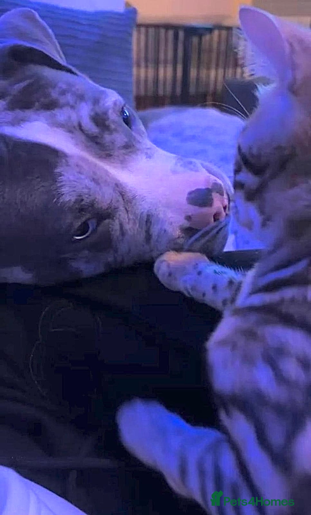 Alapaha Blue Blood Bulldog dogs for sale: Blue Merle with one blue and one green eye Female - Advert 12