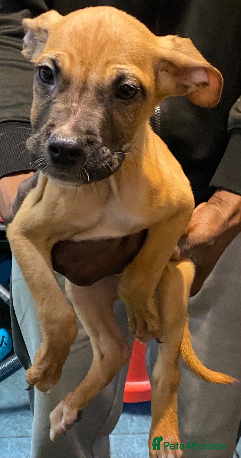 Mixed Breed dogs Cane corso mix breed - Advert 1