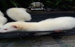 Ferret rodents for sale: Albino kits  - Image 4
