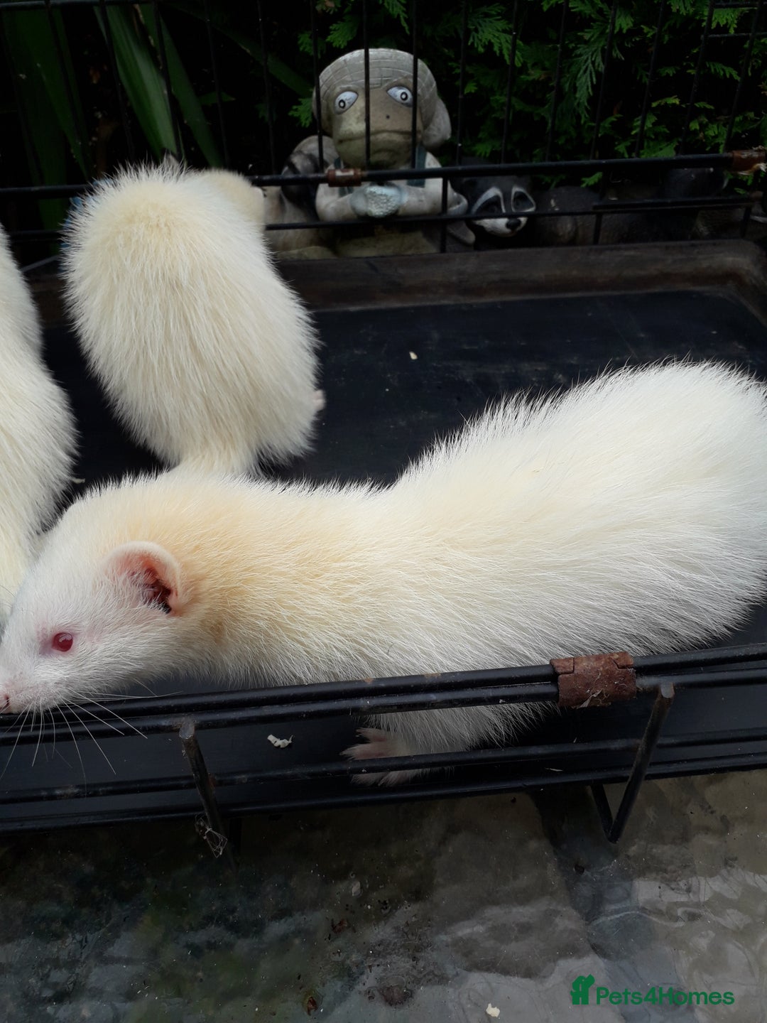 Ferret rodents for sale: Albino kits  - Image 4