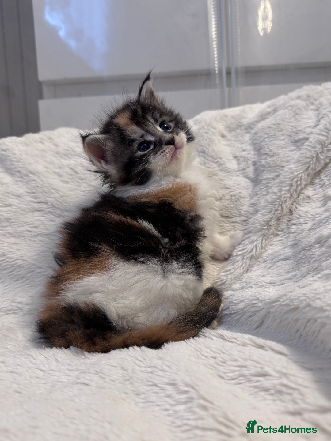 Maine Coon cats for sale: 🌟🌟Beautiful  Maine Coon kittens 🌟🌟🌟 - Advert 11