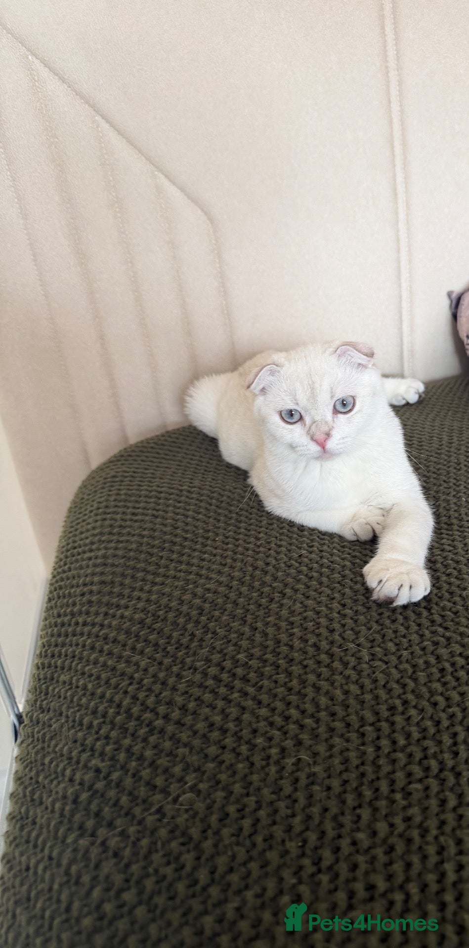 Scottish Fold cats Scotish fold  - Advert 2