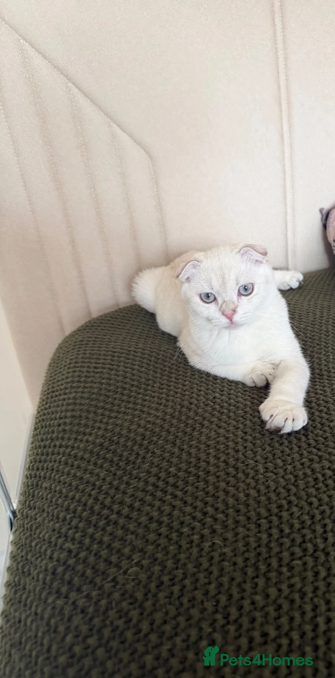 Scottish Fold cats for sale: Scotish fold  - Advert 2