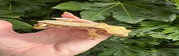 Gecko reptiles for sale: Lily white crested geckos - Advert 4