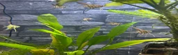 Angelfish fish for sale: Amazon Silver Angel Fish Babies/ Juveniles  - Advert 2