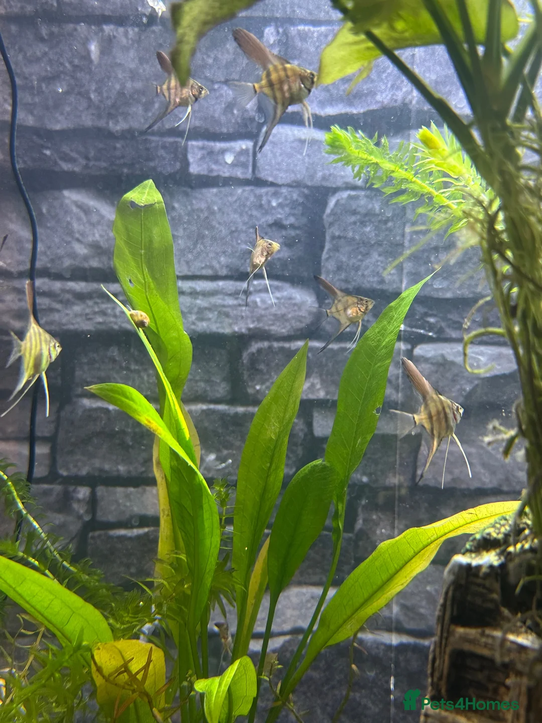 Angelfish fish for sale: Amazon Silver Angel Fish Babies/ Juveniles  - Advert 2