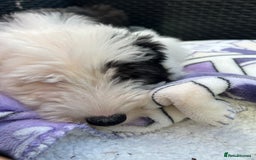 Old English Sheepdog dogs for sale: Kennel Club Reg Old English Sheepdog Puppies - Image 25