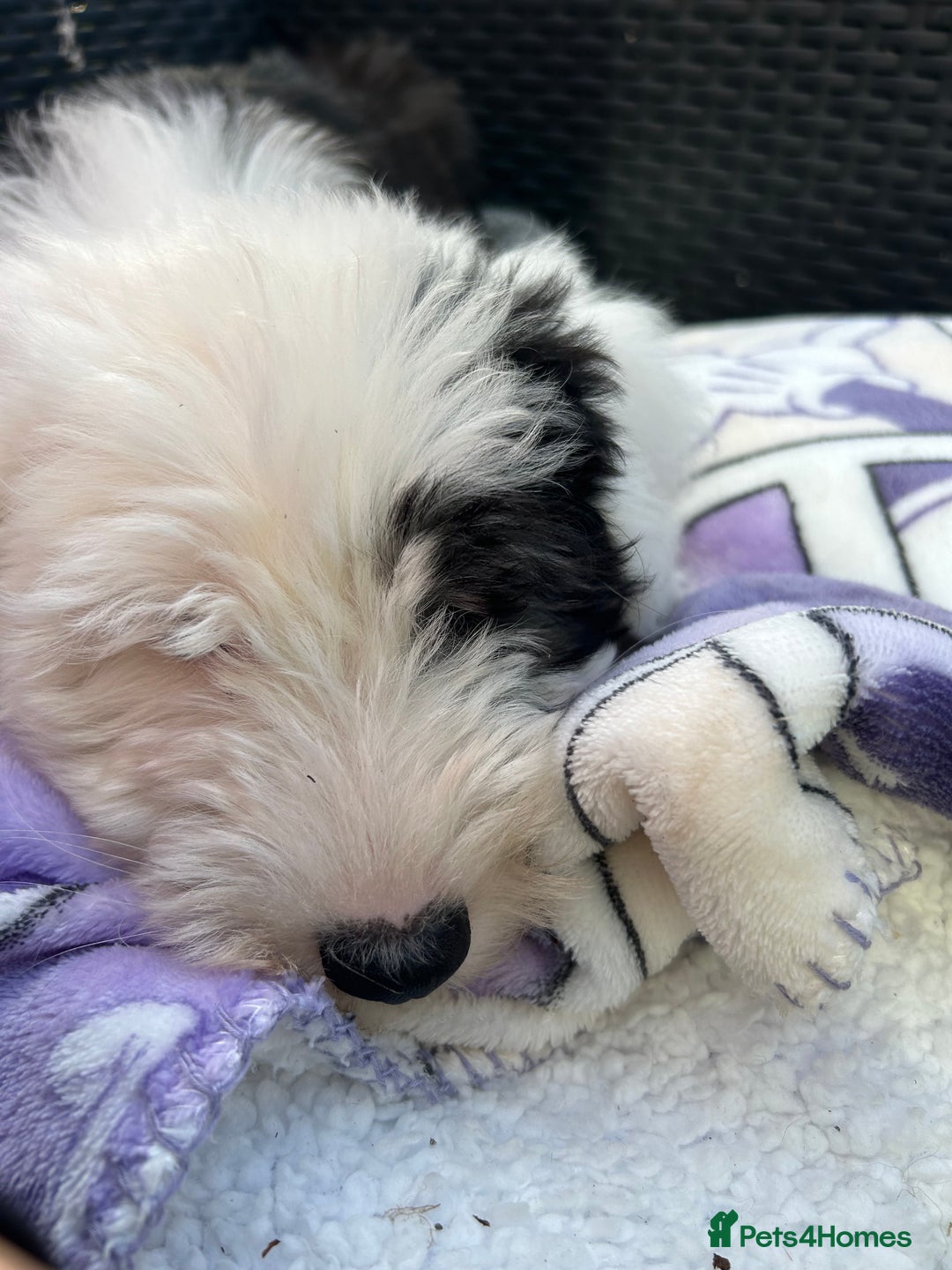 Old English Sheepdog dogs for sale: Kennel Club Reg Old English Sheepdog Puppies - Image 25
