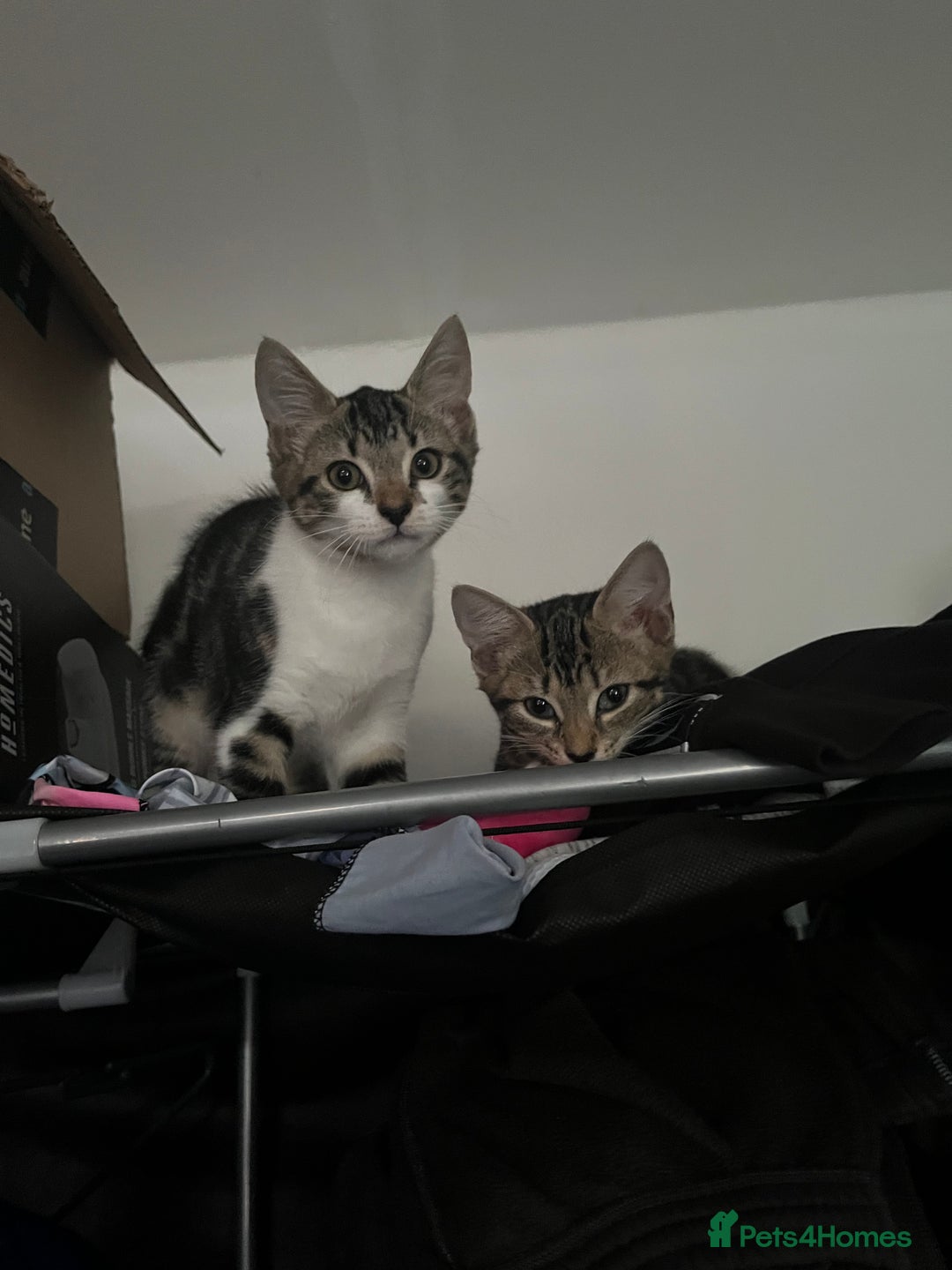 Mixed Breed cats for sale: 3 kittens  - Image 3