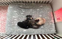 French Bulldog dogs for sale: Adorable French bulldogs puppies-ready soon - Image 10