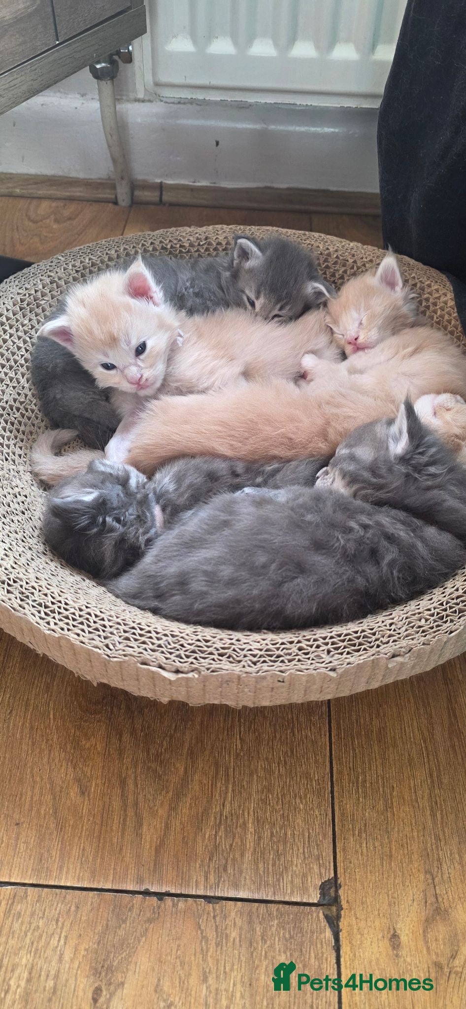 Maine Coon cats Stunning maincoon litter  - Advert 1