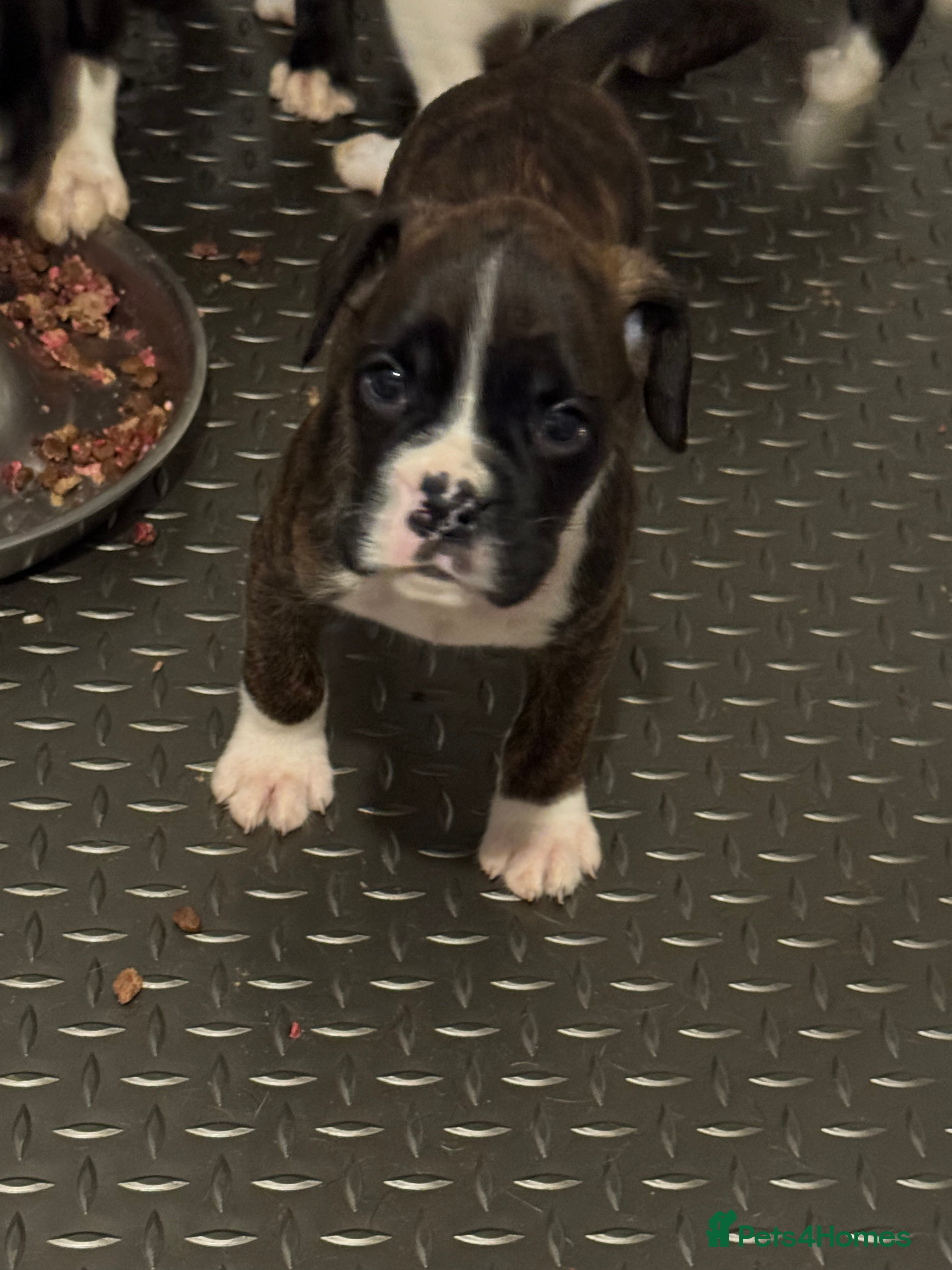 Boxer dogs LAST 2 Quality KC Boxer Puppies  - Advert 5