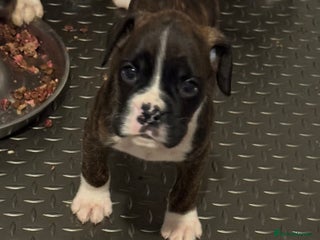 Boxer dogs LAST 2 Quality KC Boxer Puppies - Advert 5