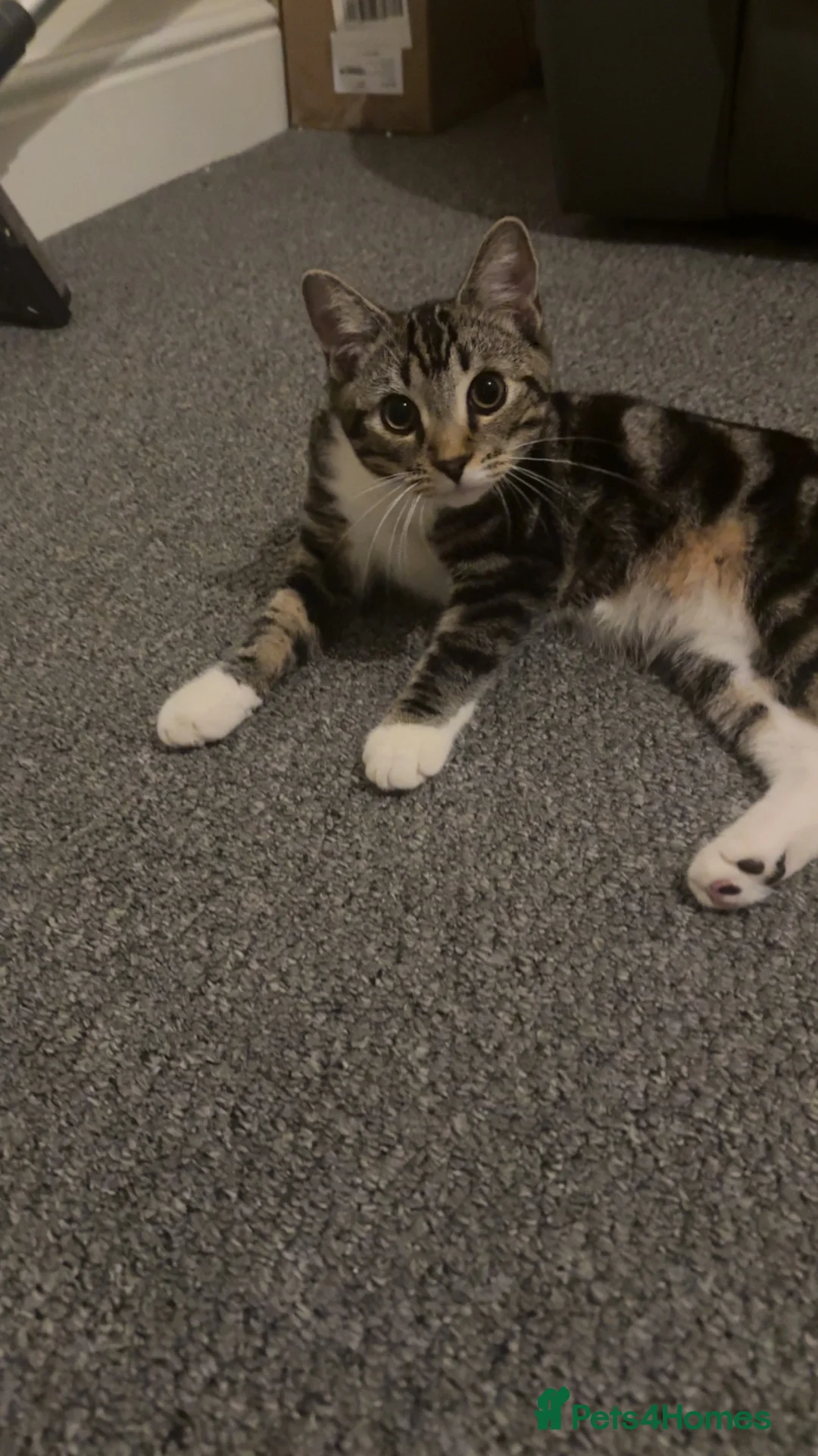 Mixed Breed cats for sale: Tabby cat in Newcastle upon Tyne - Advert 1