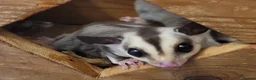 Sugar Glider rodents for sale: White Face Sugar Glider Joeys - Advert 6