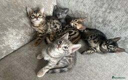Bengal cats for sale: Stunning Bengal Kittens - TICA Registered - Image 6
