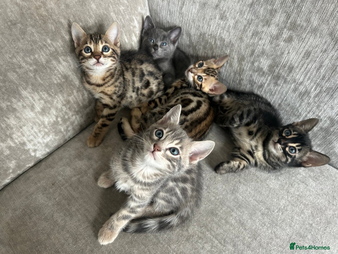 Bengal cats for sale: Stunning Bengal Kittens - TICA Registered - Image 6