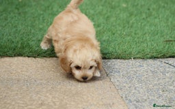 Cavapoochon dogs for sale: Beautiful Cavapoochon boy for sale - Image 7