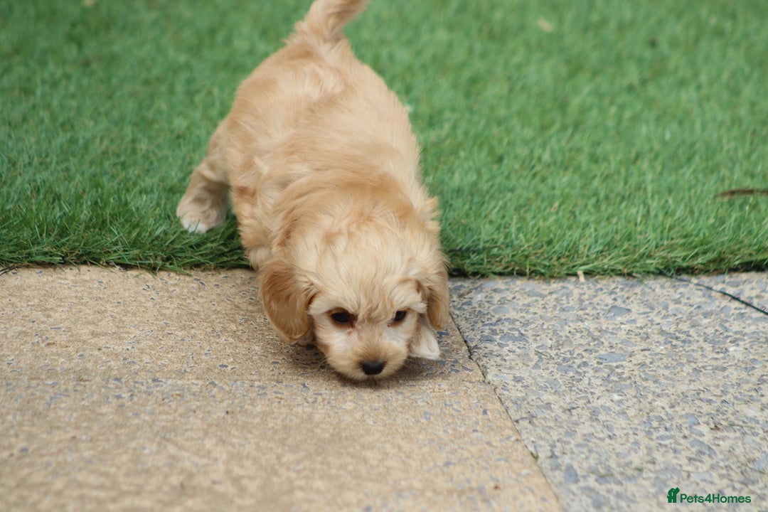 Cavapoochon dogs for sale: Beautiful Cavapoochon boy for sale - Image 7