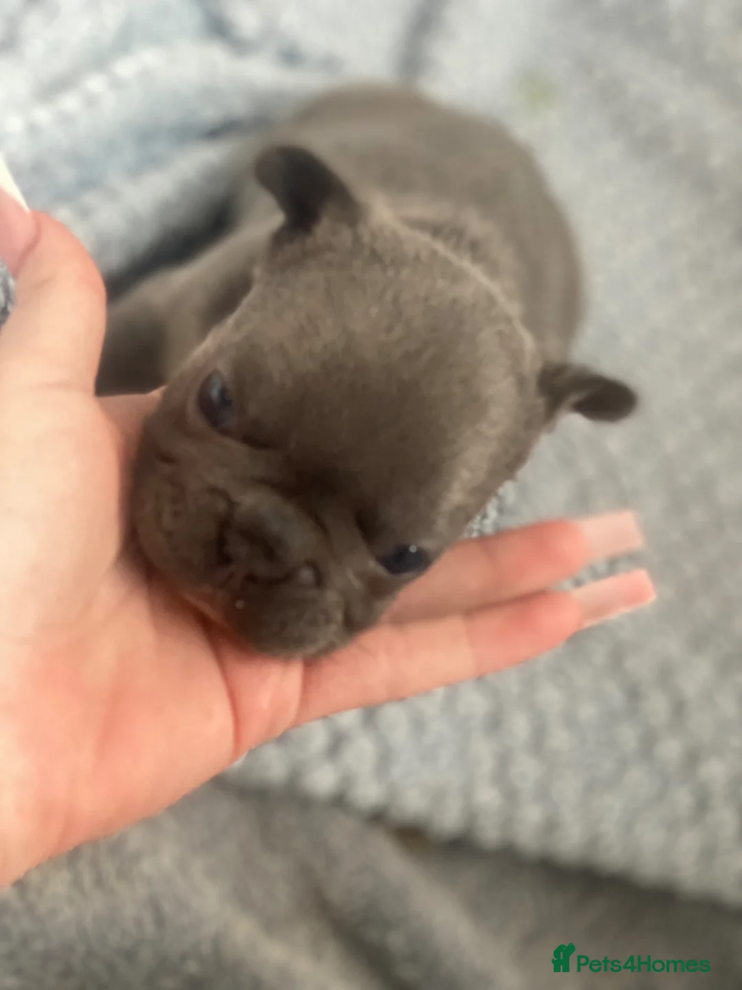 French Bulldog dogs for sale: Stunning litter of French bulldogs  in Ashford - Advert 17