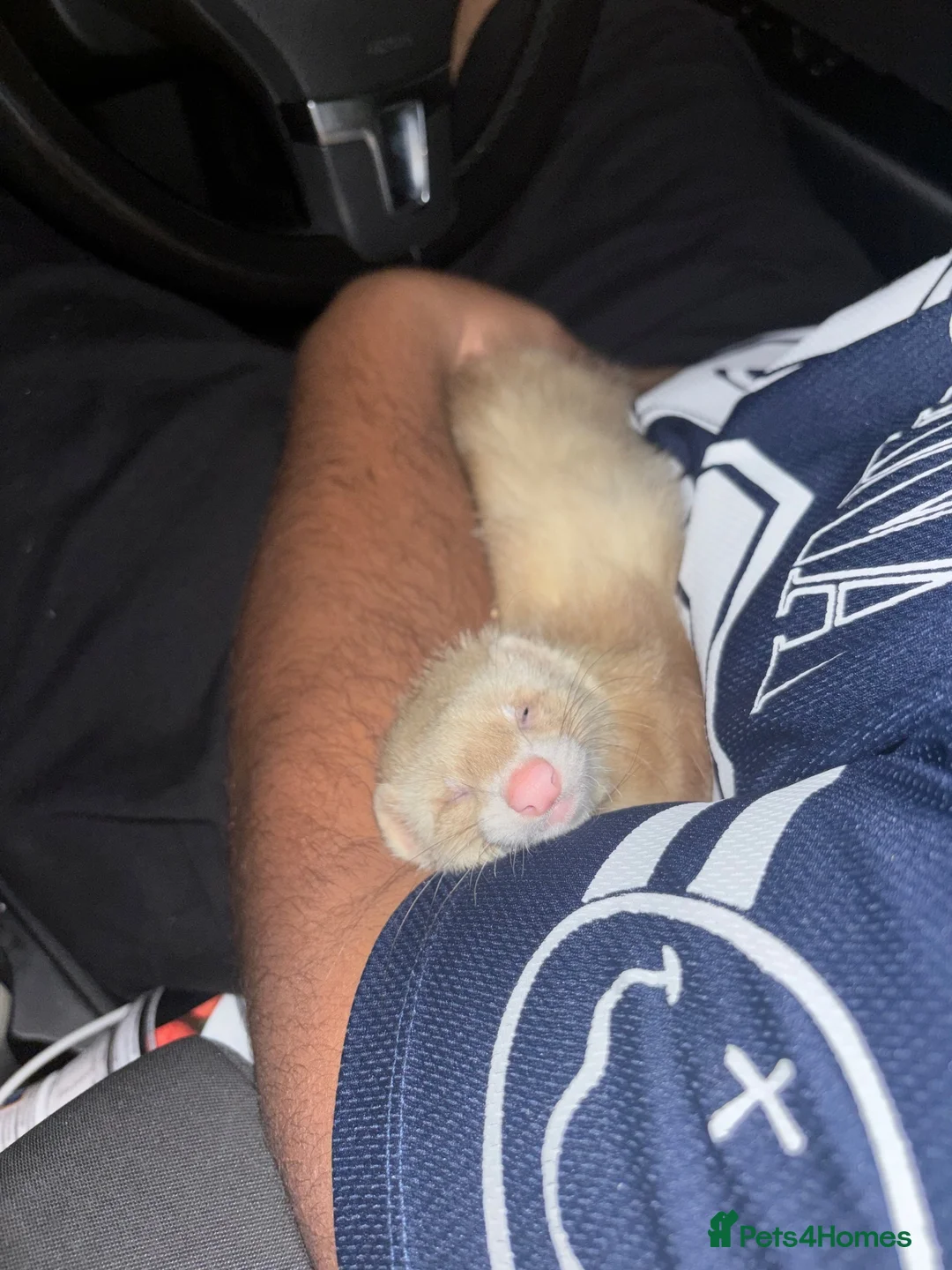 Ferret rodents for sale: Female ferret - Advert 2