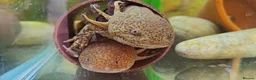 Other/Mixed Breed fish for sale: Axolotls - Advert 5