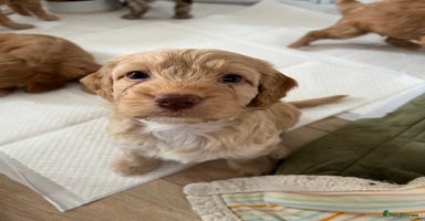 Cockapoo dogs - Advert 5