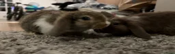 Mini Lop rabbits for sale: Beautiful mini lops for sale - Advert 8