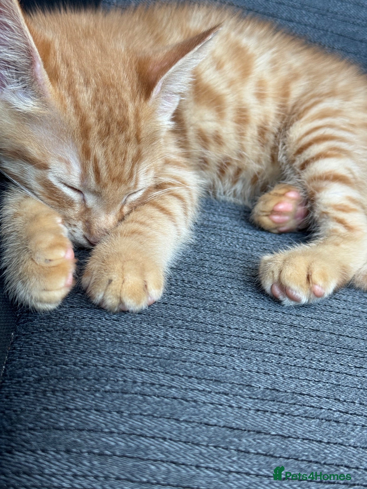 American Shorthair cats REDUCEDGinger male and Tabby male for sale & ready - Advert 7