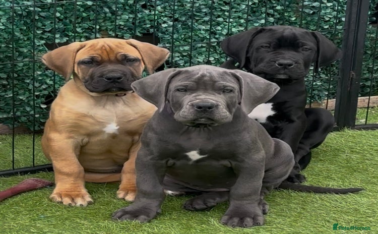 Boerboel dogs - Advert 1
